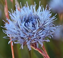 Jasione montana