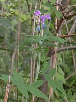 Lathyrus palustris