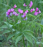 Lathyrus vernus