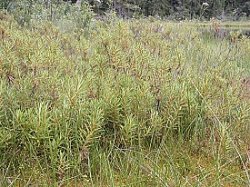 Ledum palustre (bagno zwyczajne)