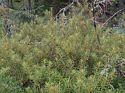 Ledum palustre (bagno zwyczajne)