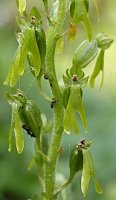 Listera ovata