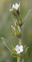 Lithospermum arvense (nawrot polny)