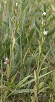 Lithospermum arvense (nawrot polny)