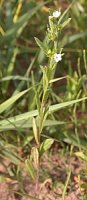 Lithospermum arvense (nawrot polny)