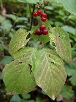 Lonicera xylosteum