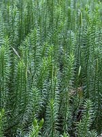 Lycopodium annotinum