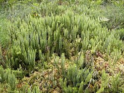 Lycopodium annotinum