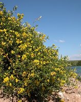 Medicago falcata