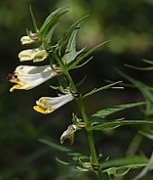 Melampyrum pratense