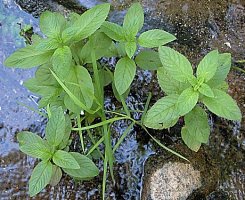 Mentha aquatica