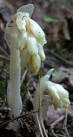 Monotropa hypopitys