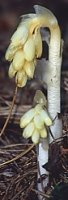 Monotropa hypopitys