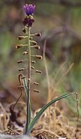 Muscari comosum