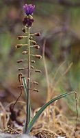 Muscari comosum