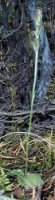 Neottianthe cucullata (kukuczka kapturkowata)