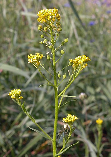 Neslia paniculata (ożędka groniasta)