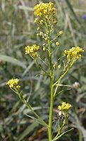 Neslia paniculata (ożędka groniasta)