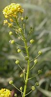 Neslia paniculata (ożędka groniasta)