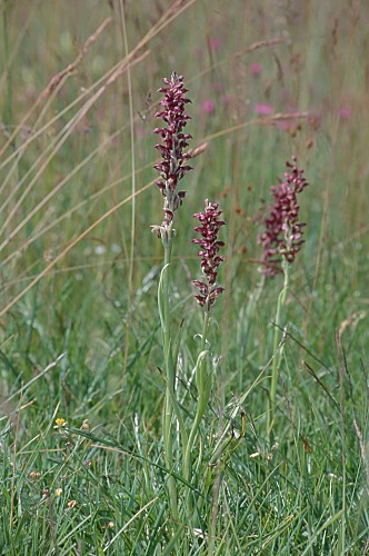 Orchis coriophora (storczyk cuchnący)