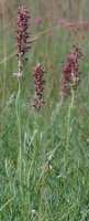 Orchis coriophora (storczyk cuchnący)