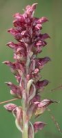 Orchis coriophora (storczyk cuchnący)