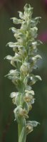 Orchis coriophora (storczyk cuchnący)