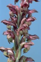 Orchis coriophora (storczyk cuchnący)