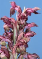 Orchis coriophora (storczyk cuchnący)