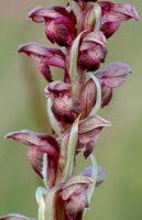 Orchis coriophora (storczyk cuchnący)