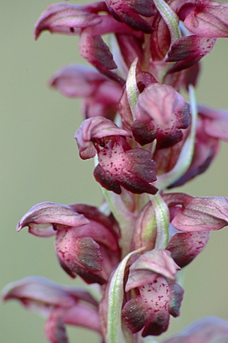 Orchis coriophora (storczyk cuchnący)