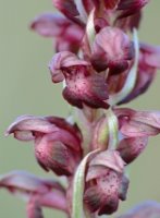 Orchis coriophora (storczyk cuchnący)