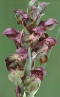 Orchis coriophora (storczyk cuchnący)