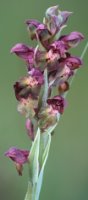 Orchis coriophora (storczyk cuchnący)