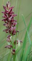 Orchis coriophora (storczyk cuchnący)