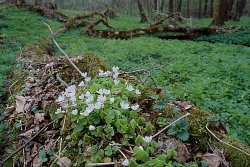 Oxalis acetosella