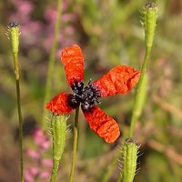 Papaver argemone