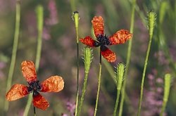 Papaver argemone