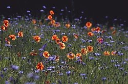 Papaver dubium