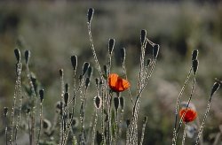 Papaver dubium