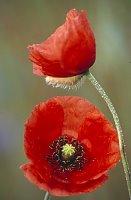 Papaver dubium