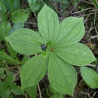 Paris quadrifolia