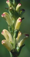 Pedicularis sceptrum-carolinum