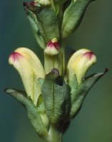 Pedicularis sceptrum-carolinum