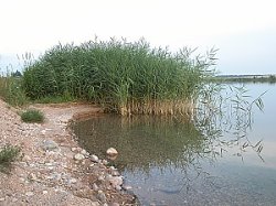 Phragmites australis (trzcina pospolita)