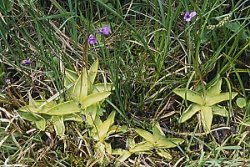 Pinguicula vulgaris ssp. vulgaris