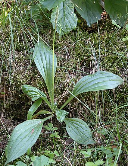 Plantago media