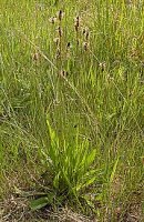 Plantago lanceolata