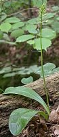 Platanthera bifolia