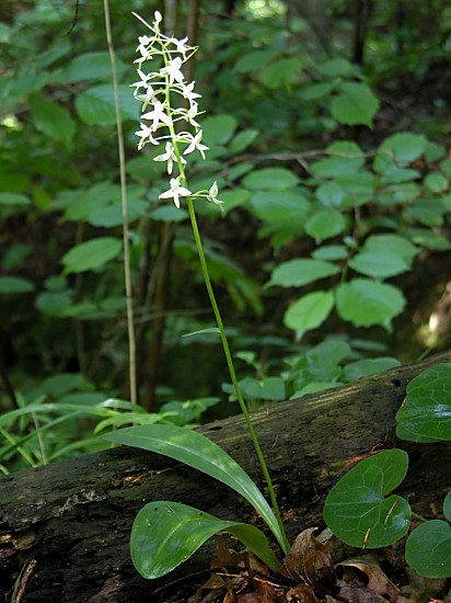 Platanthera bifolia